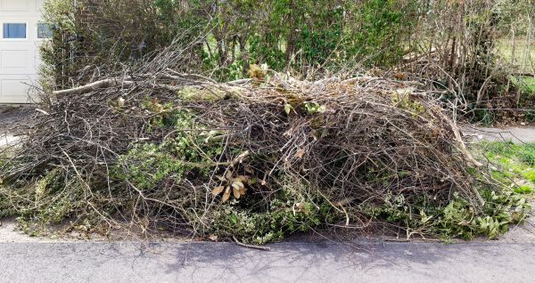 Tree Limb Cleanup in Midlothian