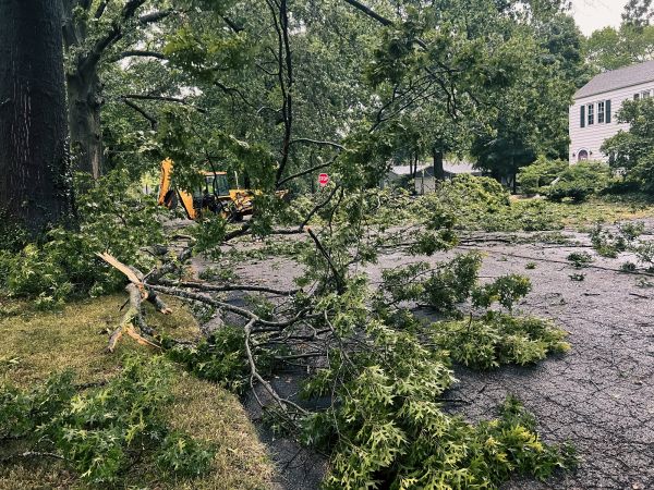 Tree Branch Disposal in Midlothian
