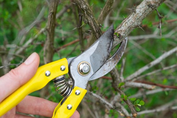 Limbs Removal in Midlothian