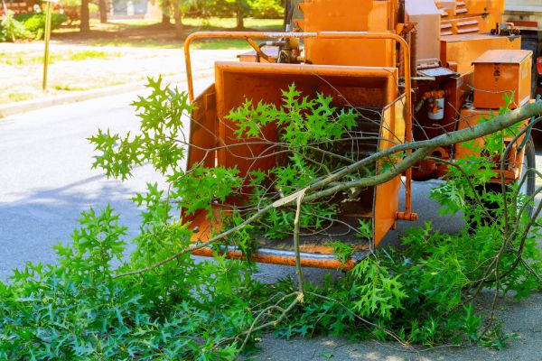 Tree Branches Removal in Midlothian