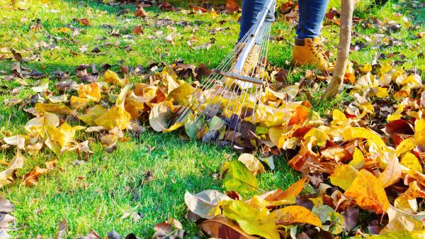 Lawn Cleanup Service in Midlothian