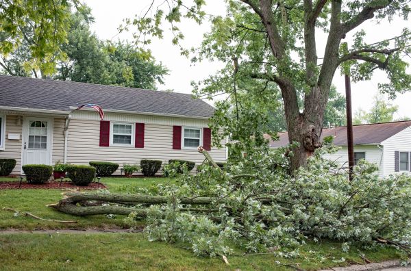 Fallen Branch Removal in Midlothian